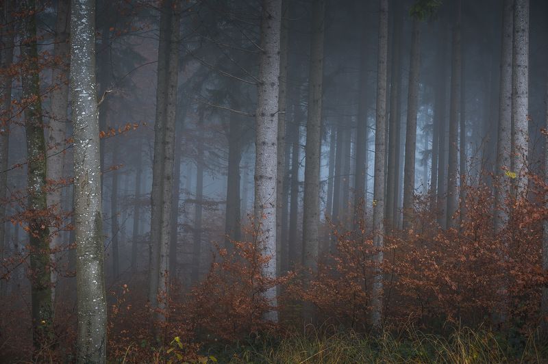 tree, trees, forest, fog, foggy, дерево, деревья, лес, туман photo preview