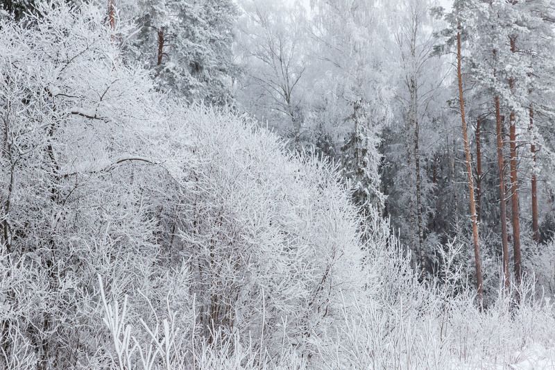 иней, зимний лес, белым бело,  замело  фото превью