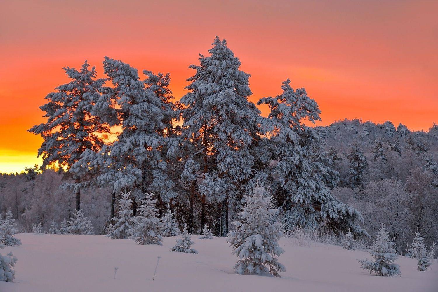 Автор: Клековкин Алексей , Клековкин Алексей