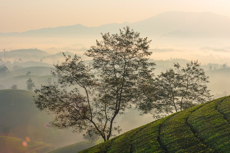 Bình minh tại đồ chè Long Cốc, Phú Thọ, Việt Namphoto preview