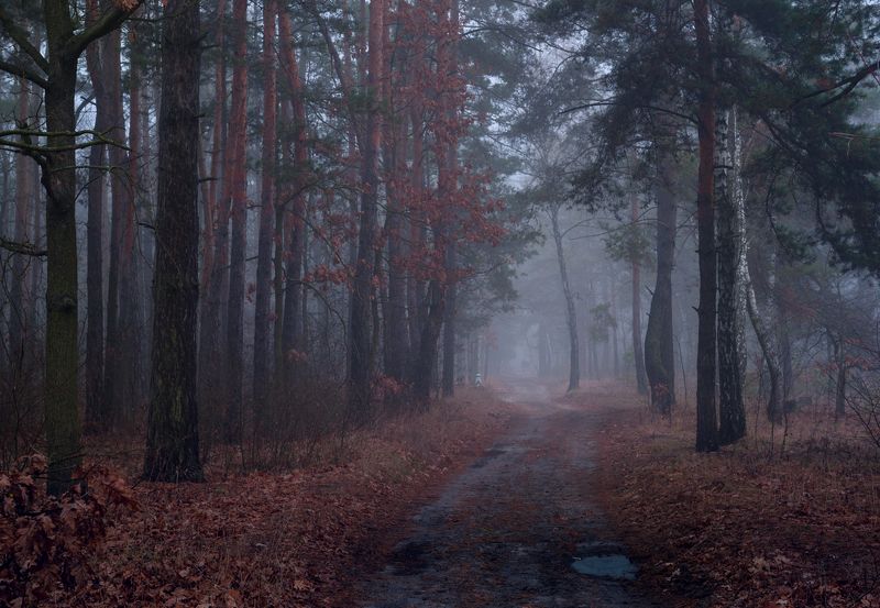 лес осень ноябрь туман сырость Плывет ко мне ноябрьскими ночами лесистых переулков тишинаphoto preview