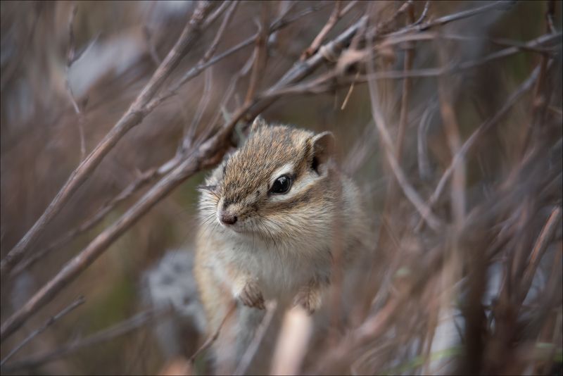 горный алтай, мультинские озера, бурундук, фототур на алтай Закрытый гештальтphoto preview