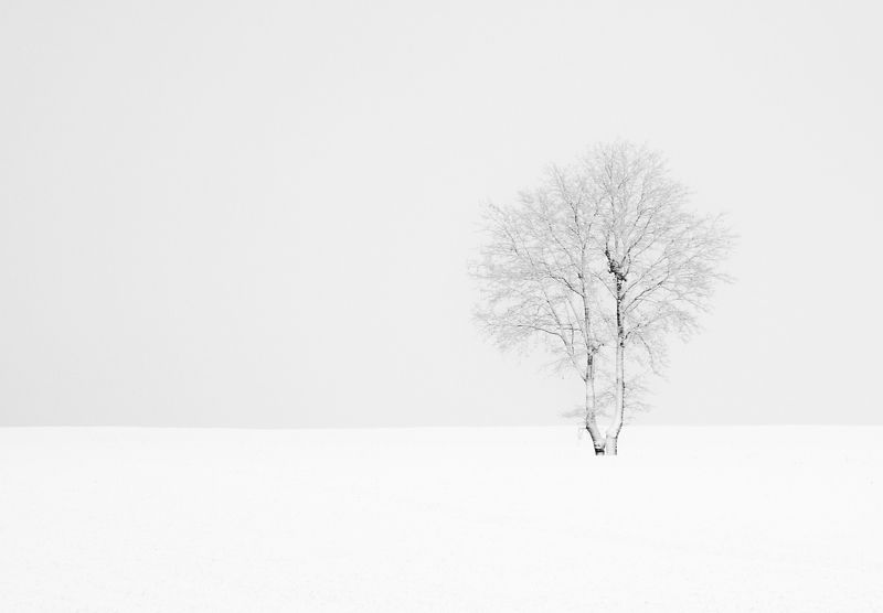 white fields...photo preview