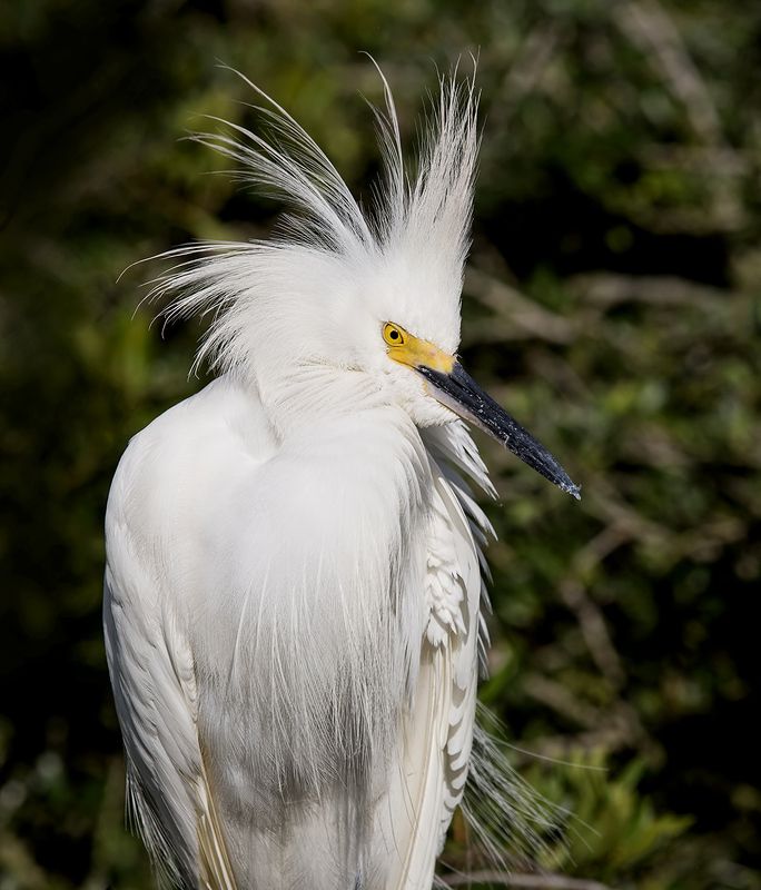 американская белая цапля, snowy egret, florida, флорида, цапля Happy New Year! Американская белая цапля - Snowy Egret.photo preview