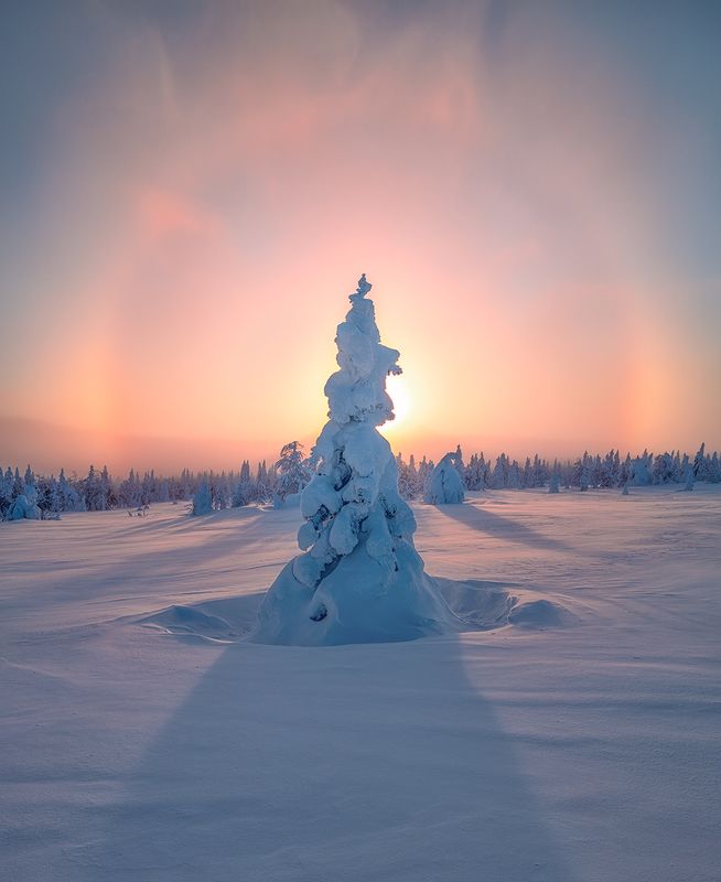 гух В лесу родилась ёлочка...photo preview