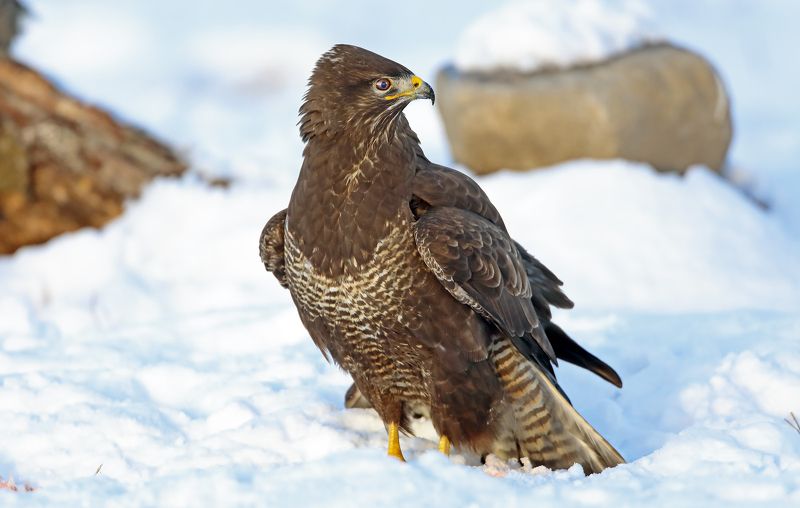 Взгляд. фото превью