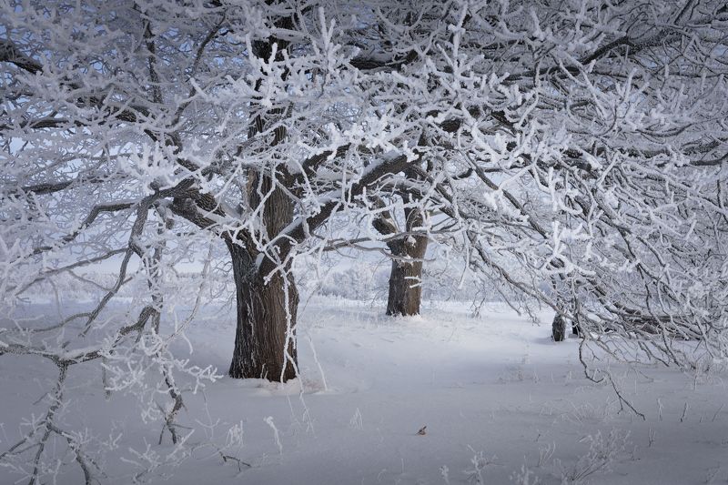 Дубы принарядилисьphoto preview