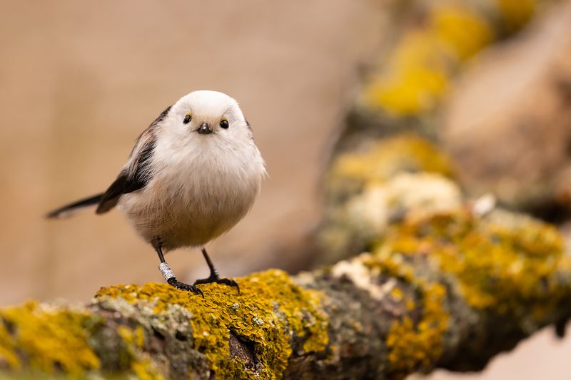 Long-tailed Tiphoto preview