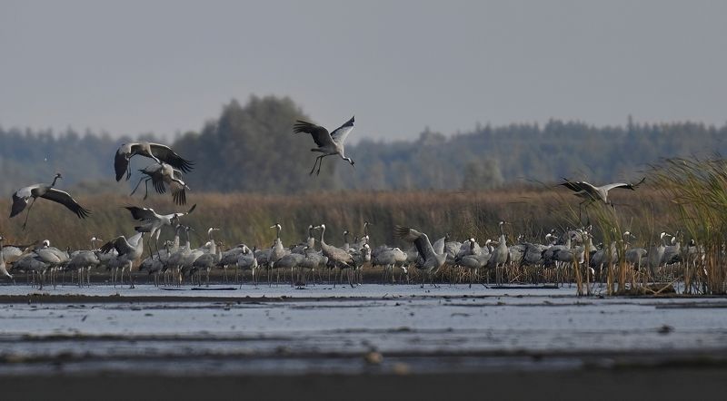 żurawiephoto preview