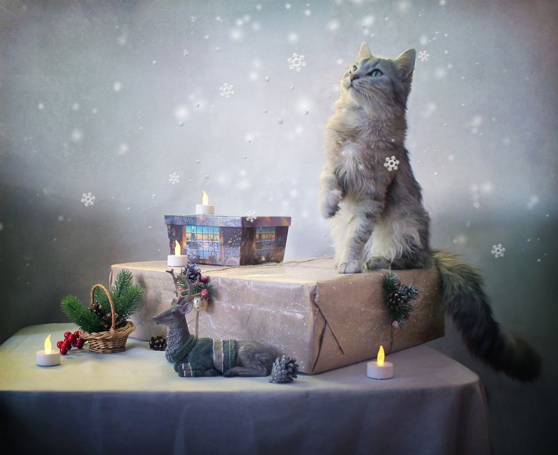 кошки, котики, животные, питомцы, новый год, рождество, композиция, постановочное фото Хотите немного новогодней кошачьей магии?photo preview