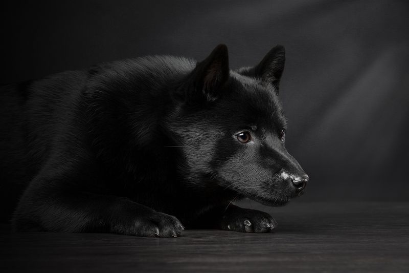 Охотникphoto preview