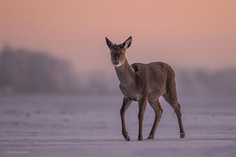 Благородный оленьphoto preview