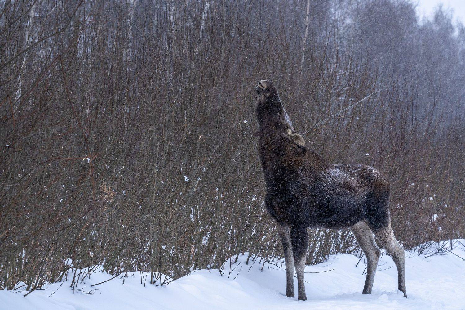 Автор: Баландин Дмитрий лось, лосиный остров, Баландин Дмитрий