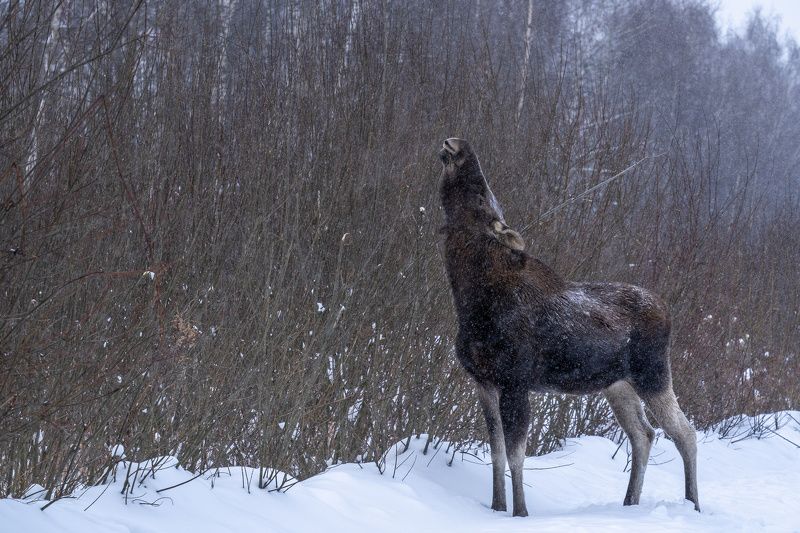 лось, лосиный остров  фото превью