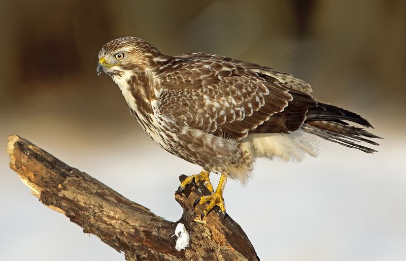 Канюк светлой морфы. фото превью