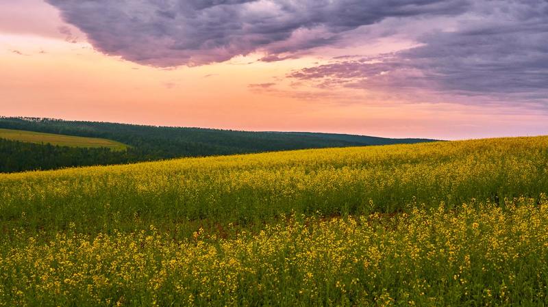 Поле. Русское поле.photo preview