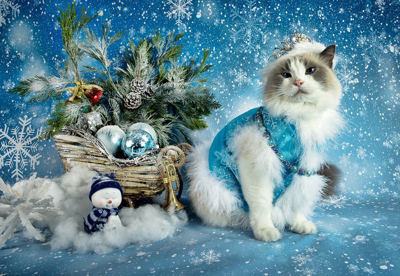 матильда, новый год, праздник, рэгдолл, сat, кошка, животные, кошки, ragdoll cat, ragdoll Матильда. Снегурочку - вызывали? Happy New Year!photo preview