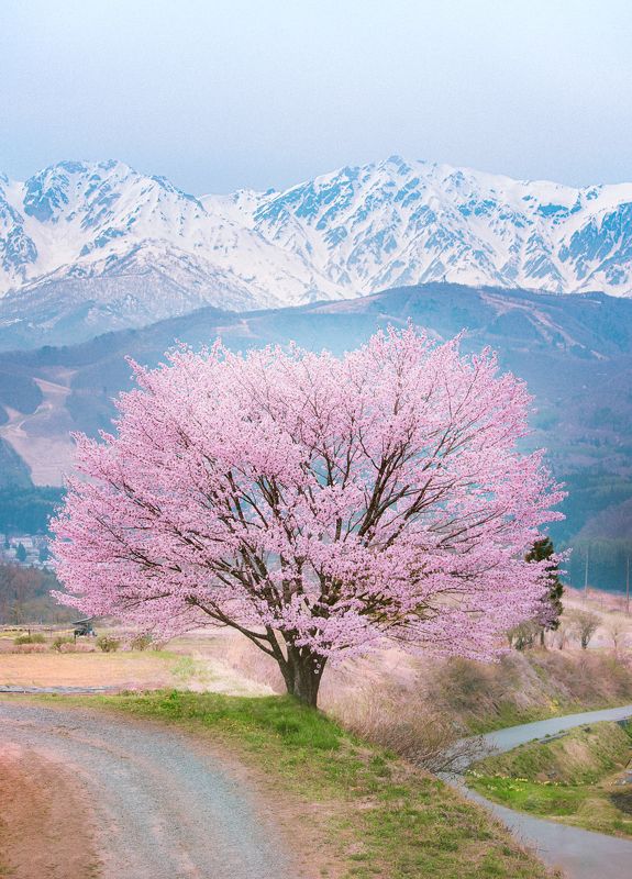 cherry blossom and snow moutainphoto preview
