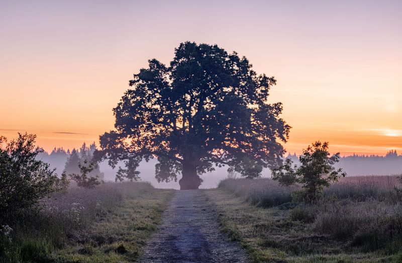 Дуб черешчатыйphoto preview