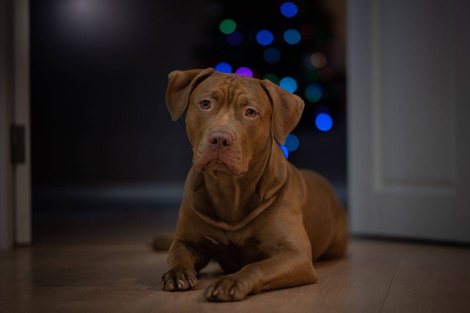 Новогоднее. Автор: Роман Фабричный apbt, pitbull, питбультерьер, юта,, Роман Фабричный