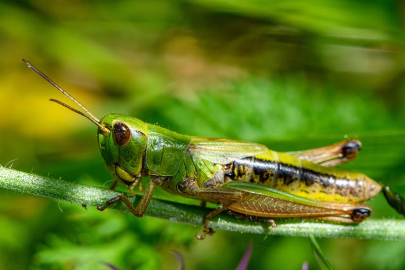 Grasshopperphoto preview