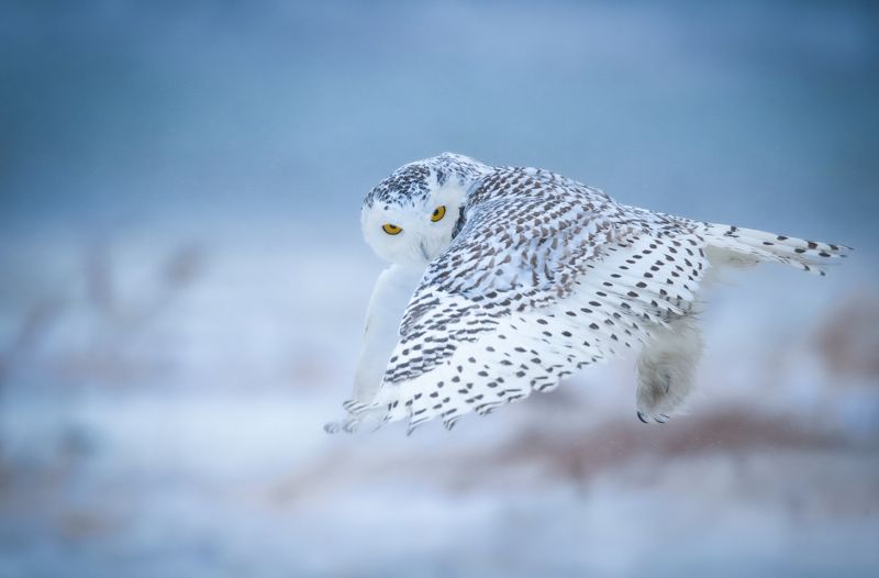 Nomads of the Northphoto preview