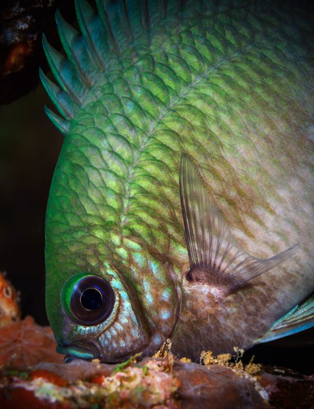 Маленькая рыбка.photo preview