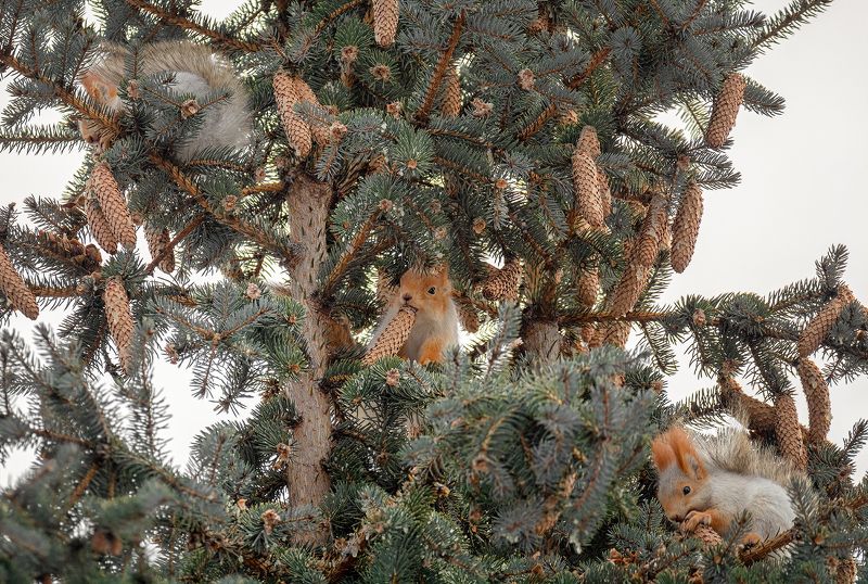 белка, шишка, ель, зима, своя охота..photo preview