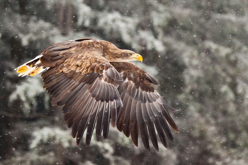 Sea Eaglephoto preview