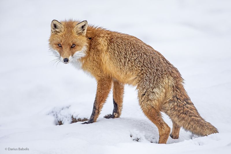 Лисицаphoto preview