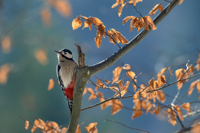 nature, wildlife, birds ***photo preview