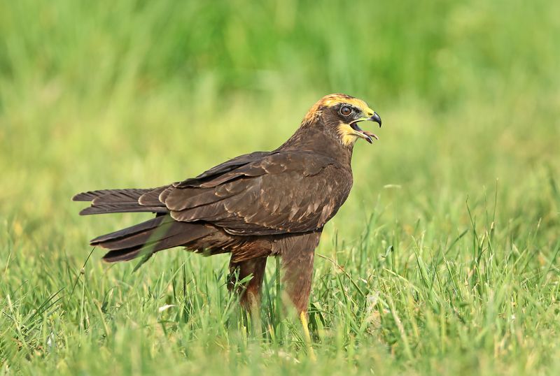 Болотный лунь.photo preview