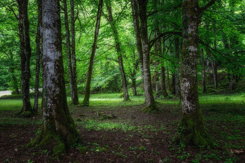 пейзаж, день В лесуphoto preview