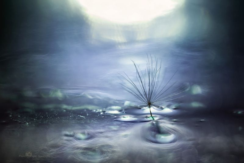 фантазия,  макросъёмка, макро натюрморт,  тьма, свет, макро, ловец снов, крестовник луговой, зонтик одуванчика, сырость, сны, пушок, осень, гелиос 44м, вымысел, волшебные сны, боке, абстракция, live for the story, jacobaea vulgaris, dream hunters, Ловец сновphoto preview