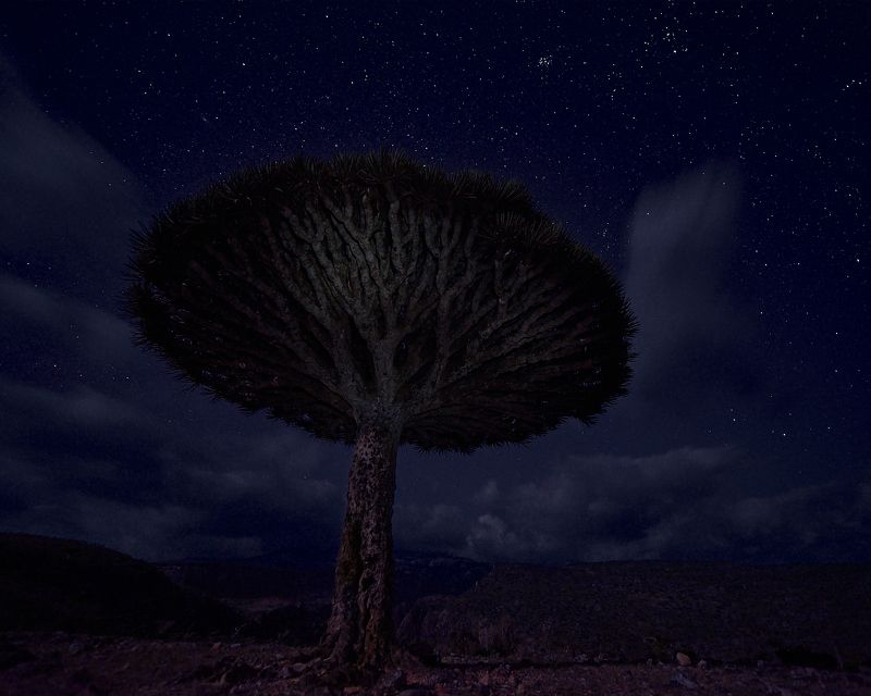 socotra, dracaena, сокотра, драцена, ночь Socotra: connected to Space фото превью