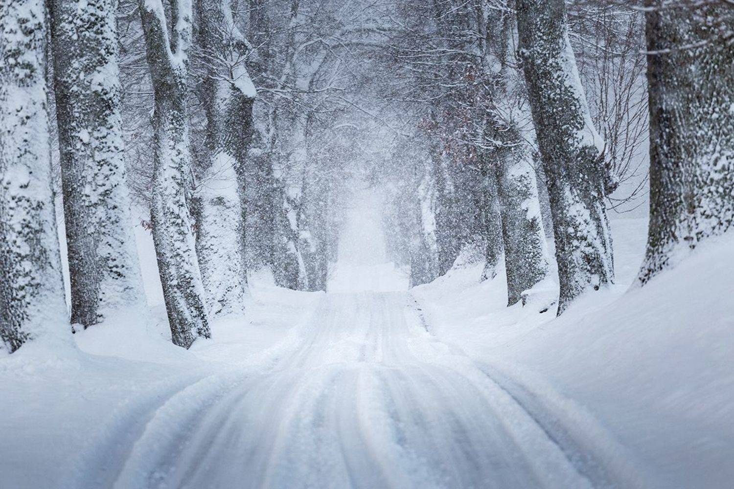Road to Winterfell. Автор: Michal Olech winter, road, trees, snowfall, warmia, poland, Michal Olech