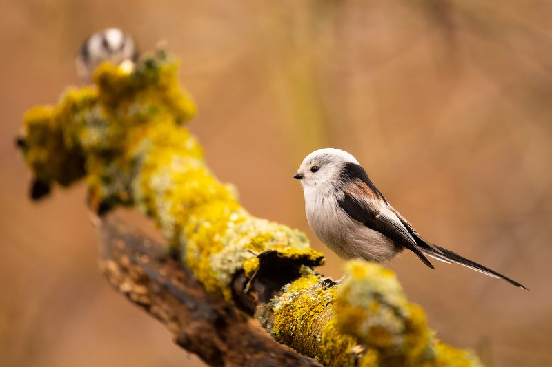 Long-tailed Tiphoto preview