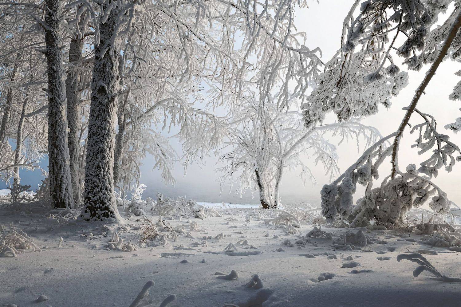 зима, иней, енисей, мороз, Марина Фомина