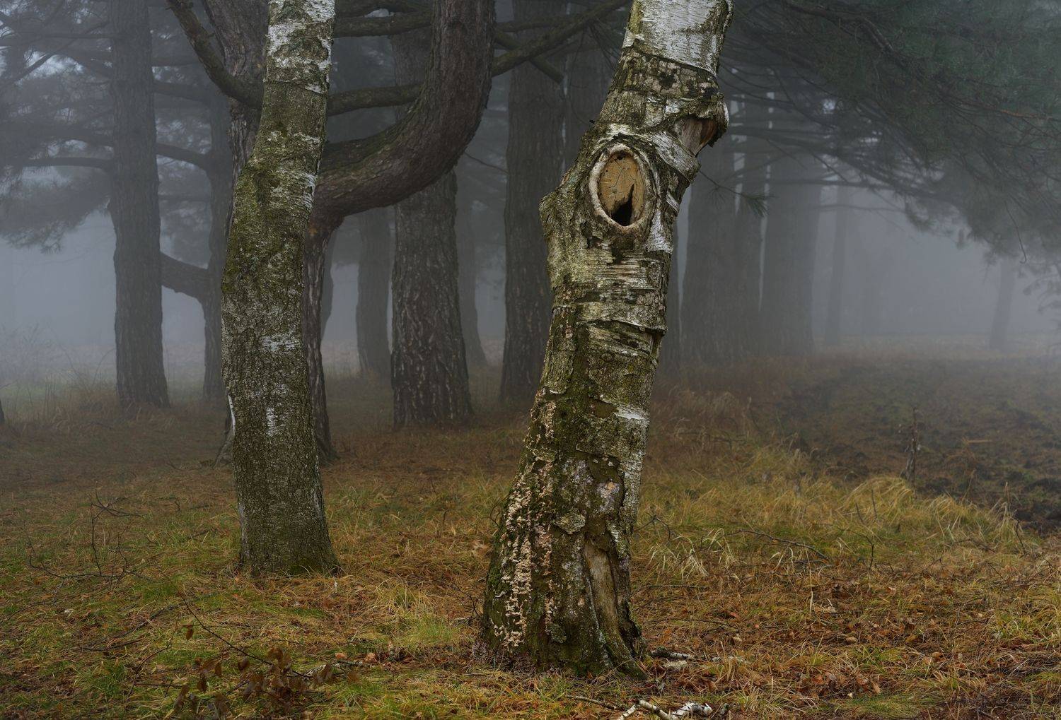 зима туман лес утро, Александр Жарников