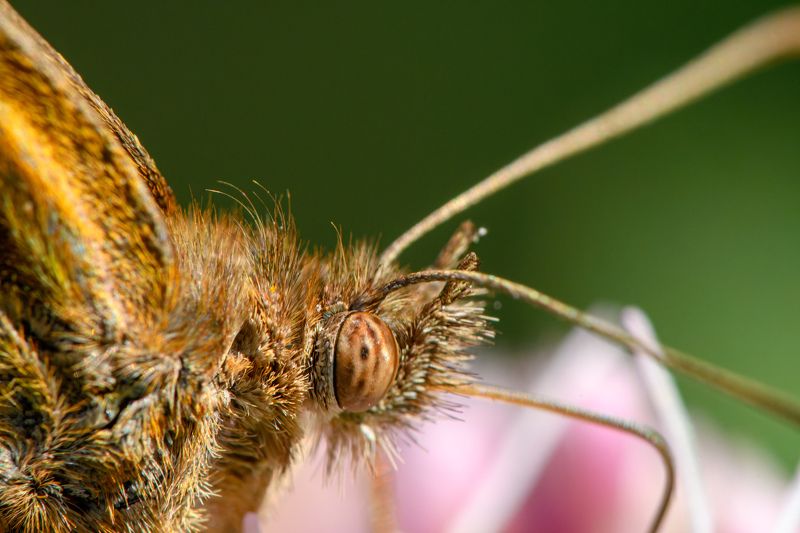Eye of Brenthis inophoto preview