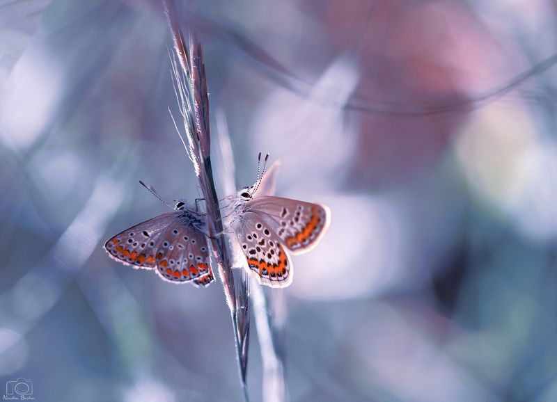 2 0 2 2photo preview