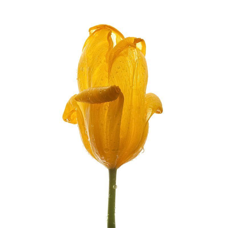 Yellow tulipsphoto preview