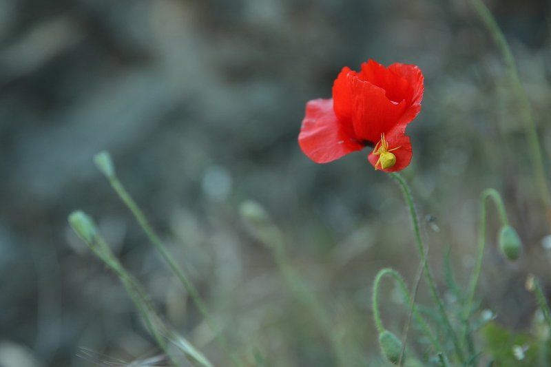 2014, Апрель, Весна, Ликийская тропа, Маки, Паучок, Средиземное море, Турция А где-то уже летоphoto preview