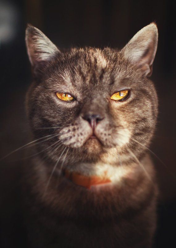 Mafiosiphoto preview