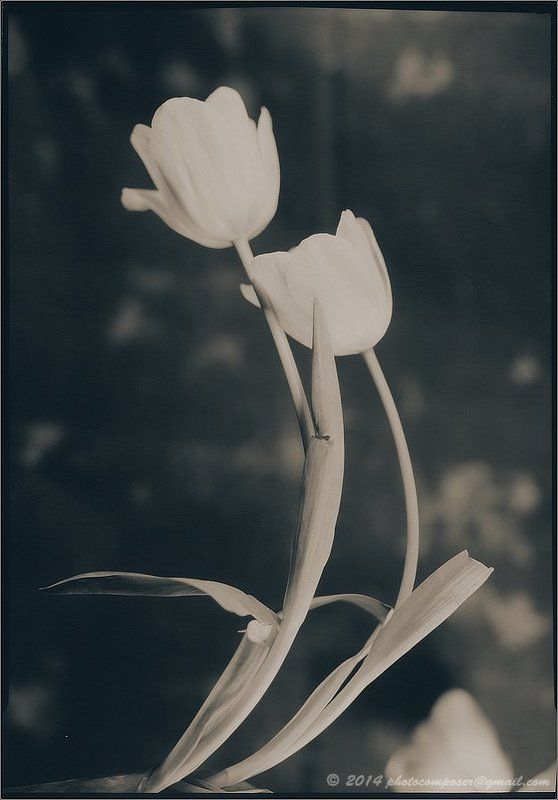 Paper negative Intimate dance of love... фото превью