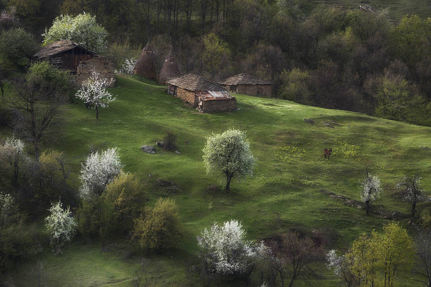 ***. Автор: Красимир Матаров Болгария, Весна, Родопи, Красимир Матаров