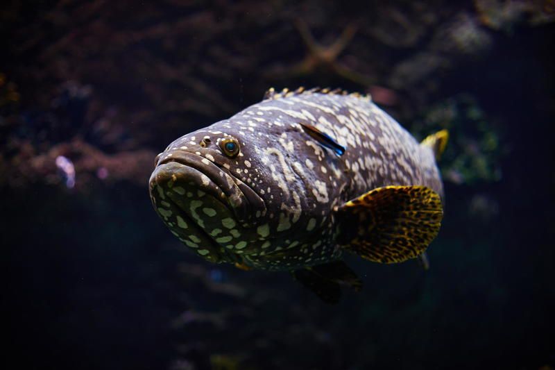 Coult, Nikon ***photo preview