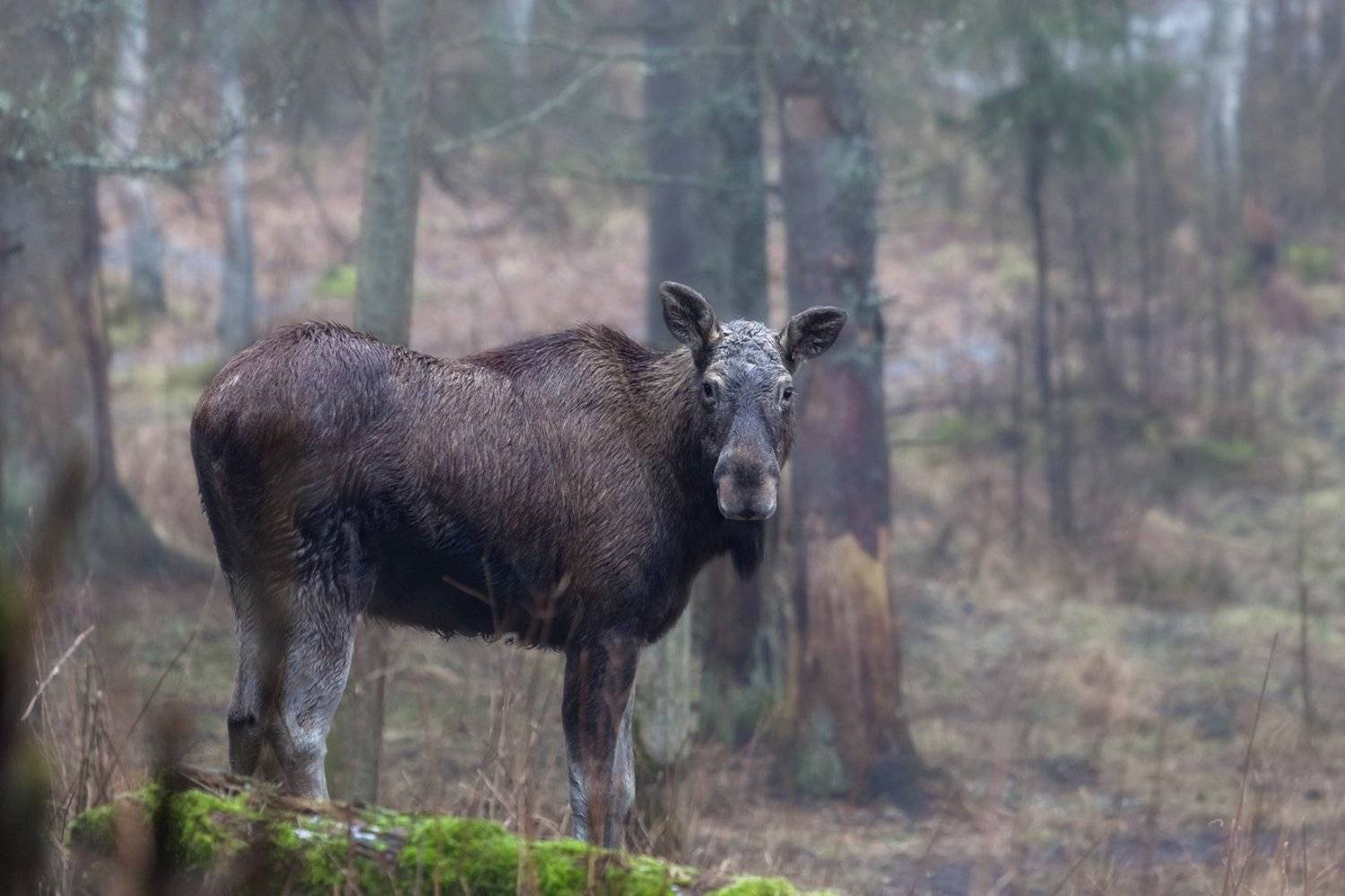 вышел лосик из тумана. Автор: Алексей Шандуров , Алексей Шандуров