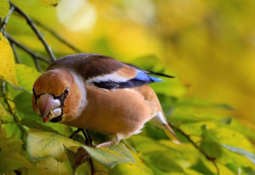 Это мой орешек!. Автор: Алексей Горохов , Алексей Горохов