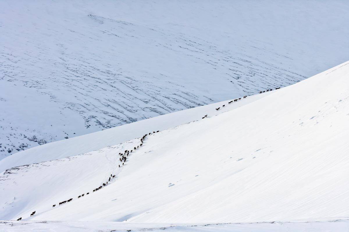 А мы идём на север. Автор: Дмитрий Уткин олени, остров беринга, командоры, Дмитрий Уткин